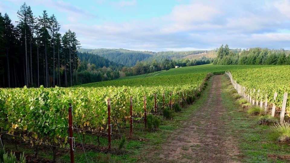 A sunny day at Sequitur Vineyard in Ribbon Ridge.