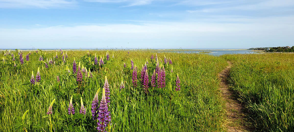 Spring on Cape Cod