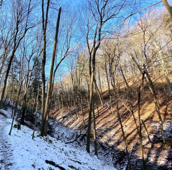 View of wooded valley covered with bare trees and snow
