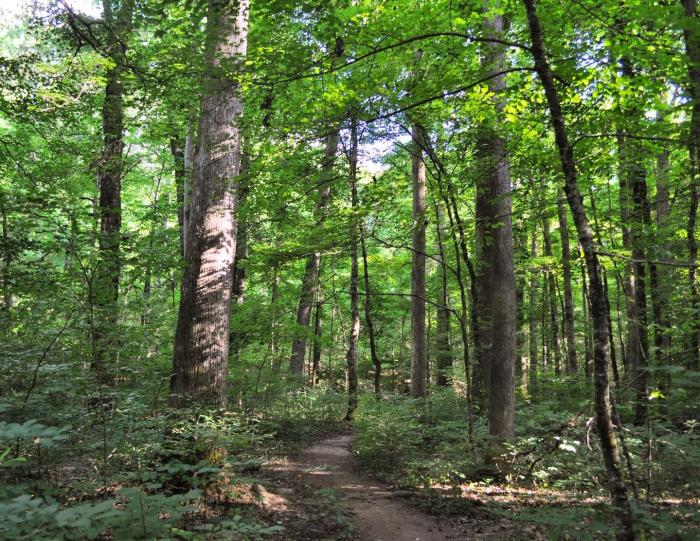 Piedmont Nature Trails - North Carolina Botancal Garden