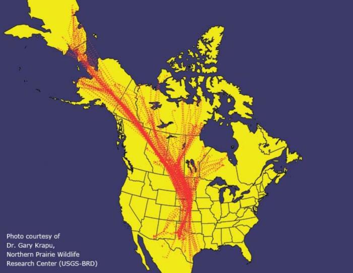 North American map of Sandhill crane migratory flight paths
