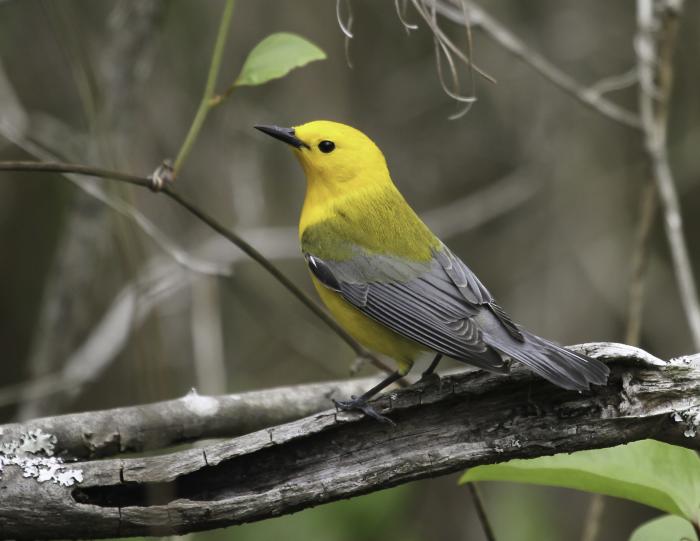A bright yellow warbler perched on a branch in the Outer Banks
