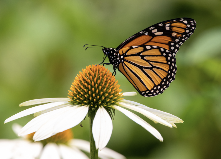 butterfly