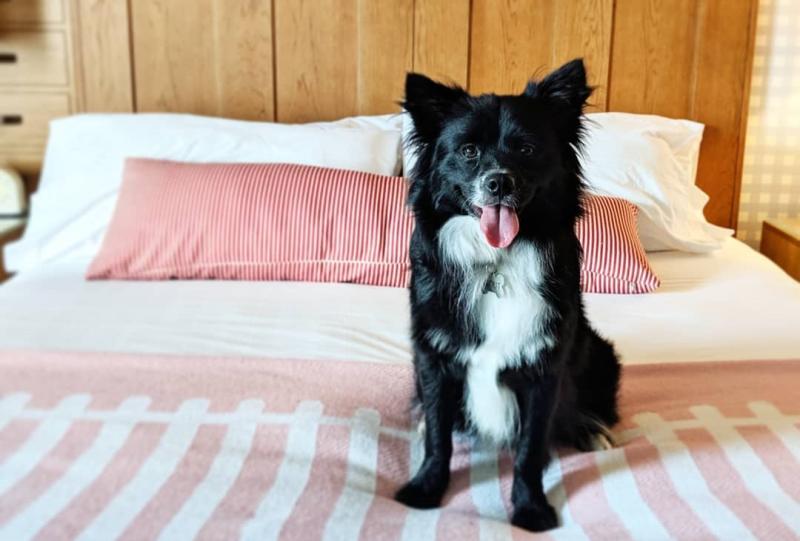 A dog sitting on a bed at the Graduate Hotel