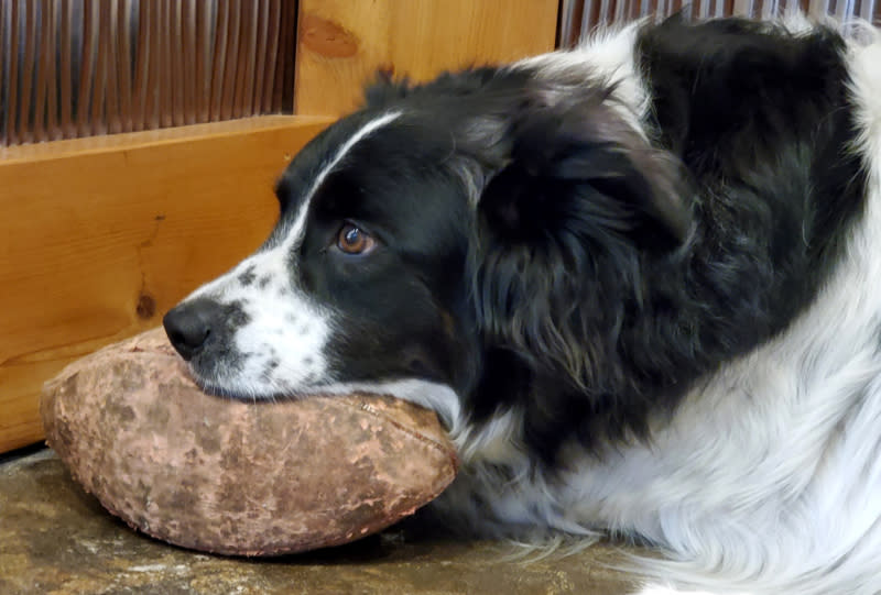 close-up of a white and black dog with a worn out football in her mouth
