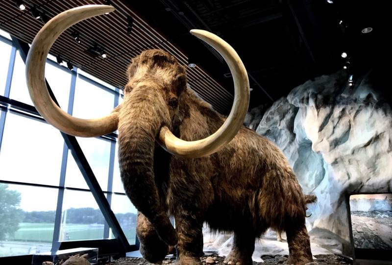 Wooly Mammoth on display at the Bell Museum of Natural History