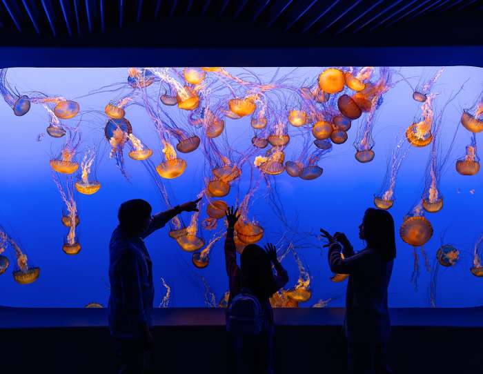 Monterey Bay Aquarium Jellyfish Tank