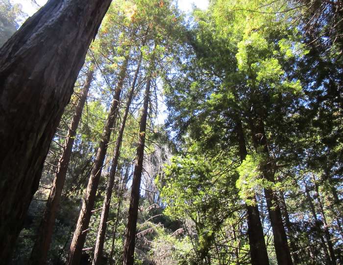 Limekiln redwoods Big Sur