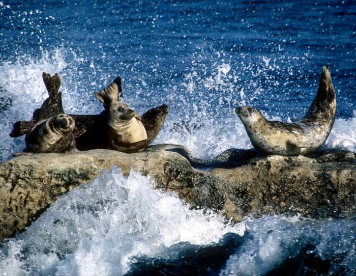 Monterey Seals