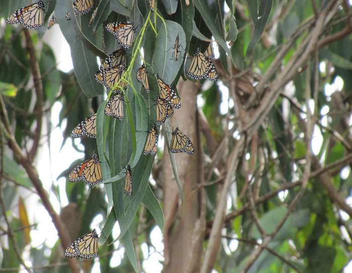 Monarchs