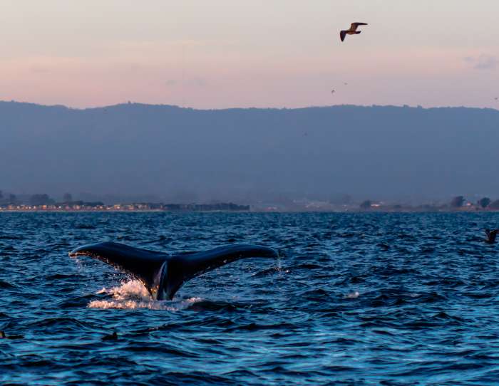 Whale tail in the Monterey Bay