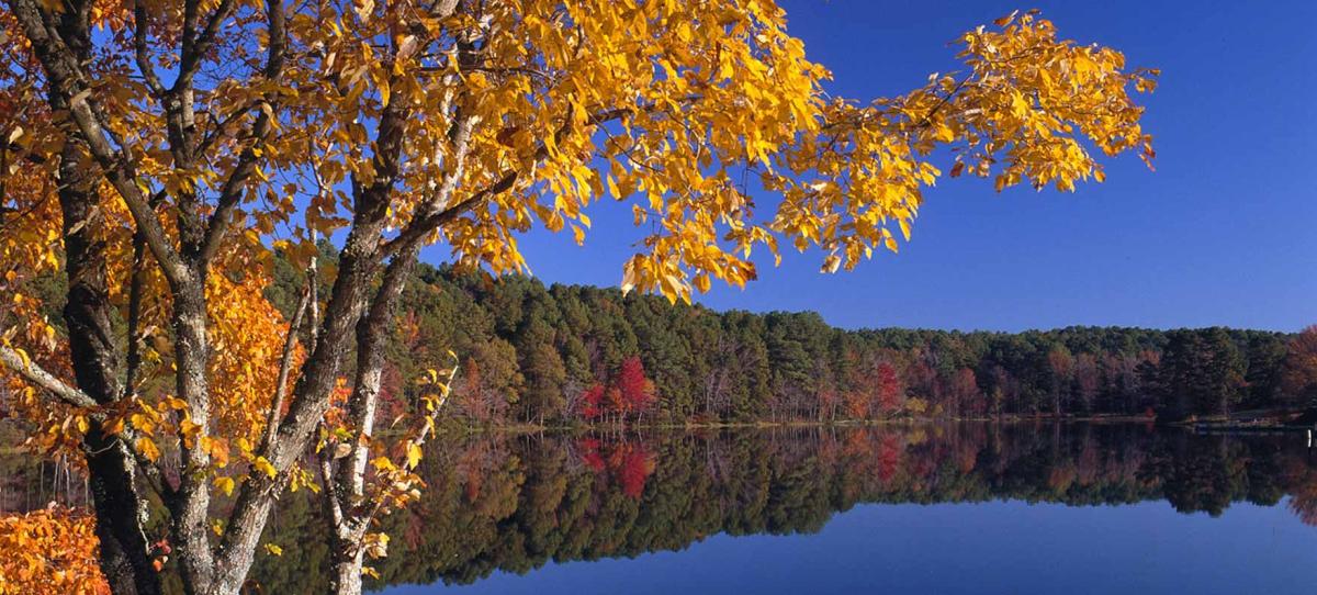 fall foliage at lake bob sandlin state park
