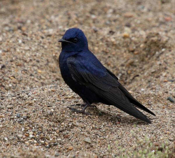 Birding Blog - Purple Martin - Deam Lake - Clark