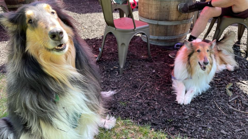7 bridges shelties online