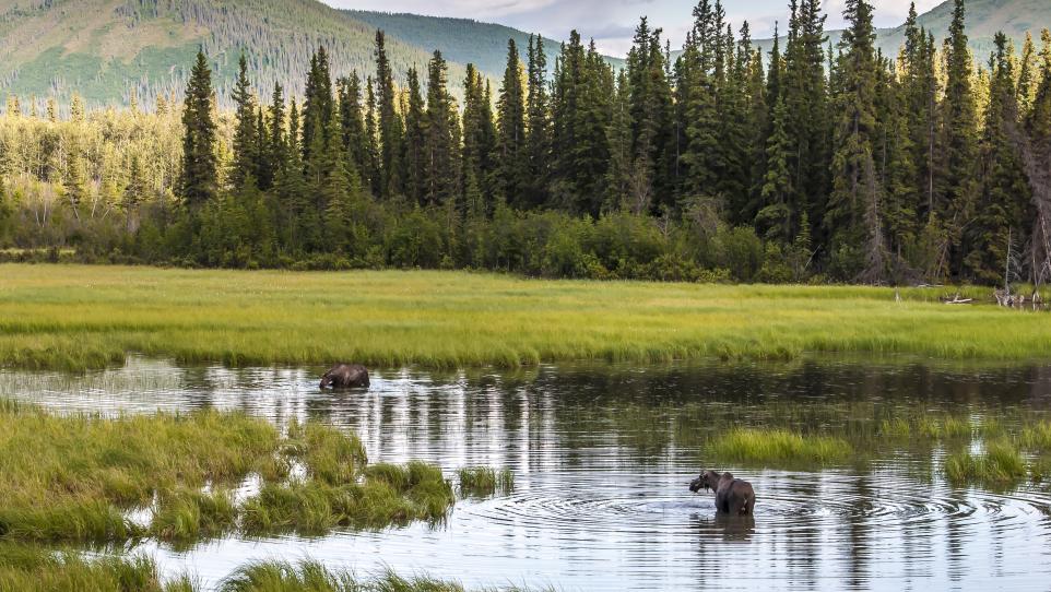 Top Five Mammals View in the Interior | Explore Fairbanks, Alaska