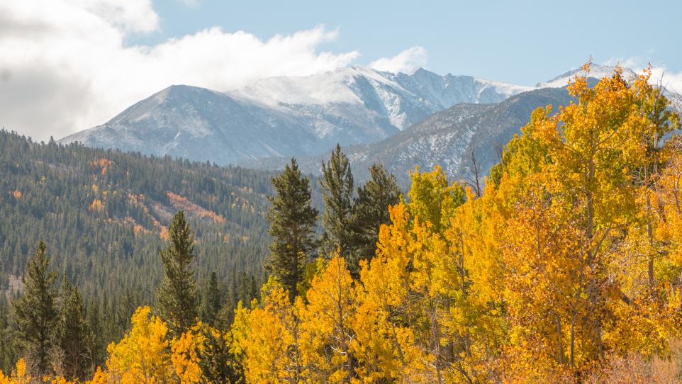 Frequently Asked Questions about Fall Colors