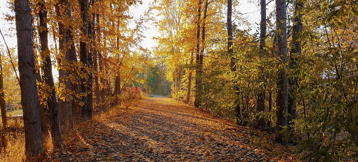 Fall along Mission Creek Greenway