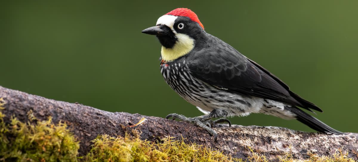 Acorn Woodpecker