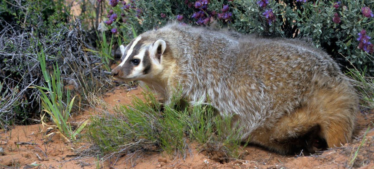 American Badger