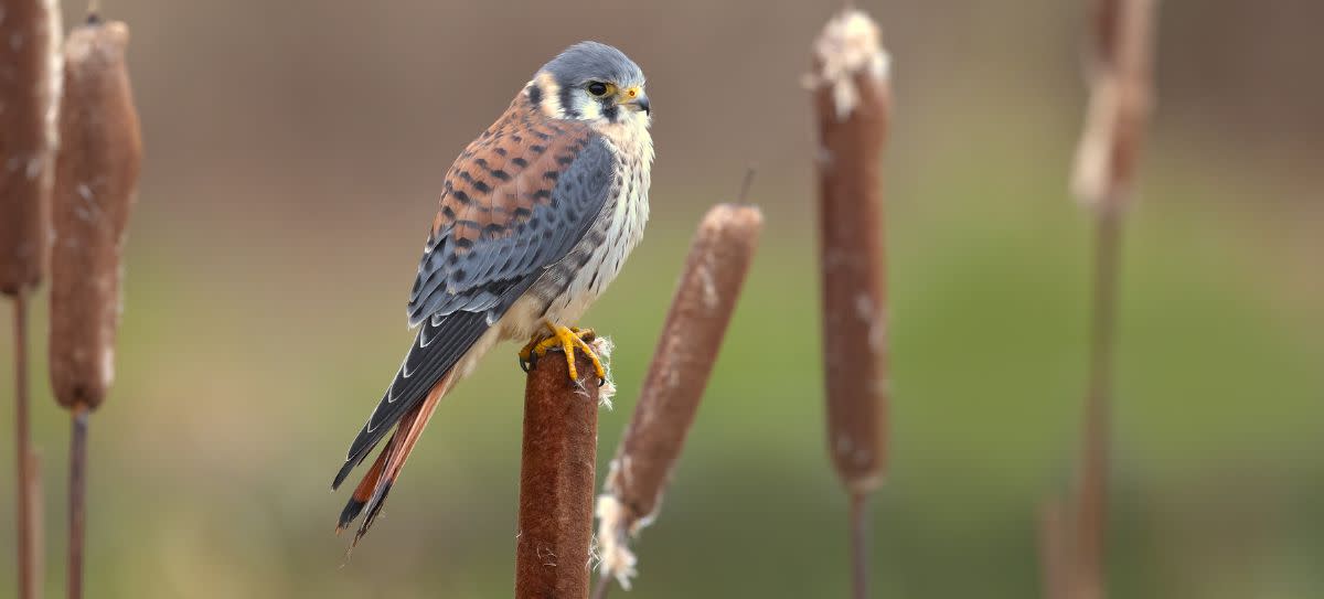 American Kestrel