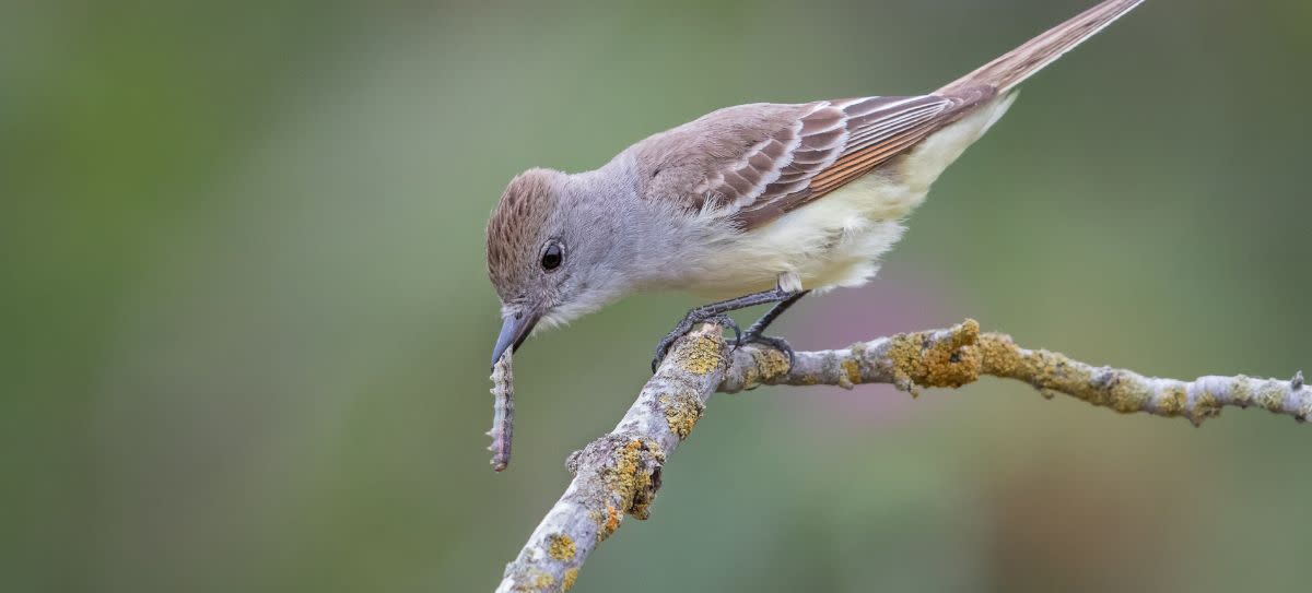 Ash Throated Flycatcher