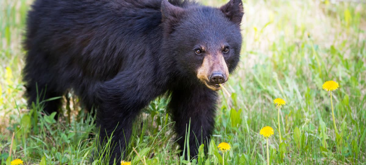 Black Bear