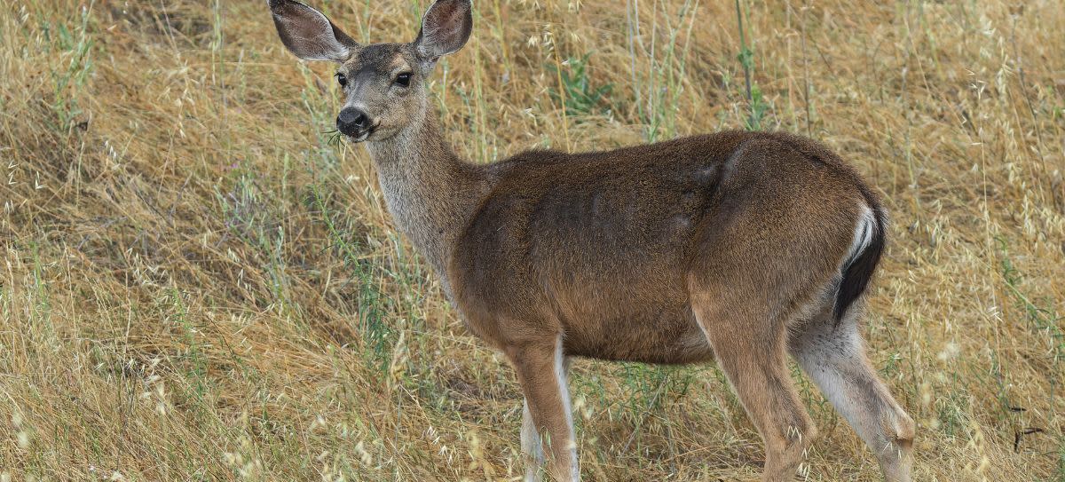 Black Tailed Deer