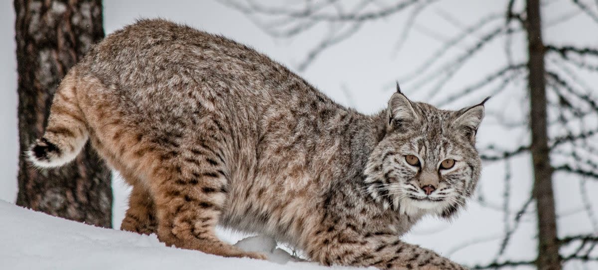 Bobcat