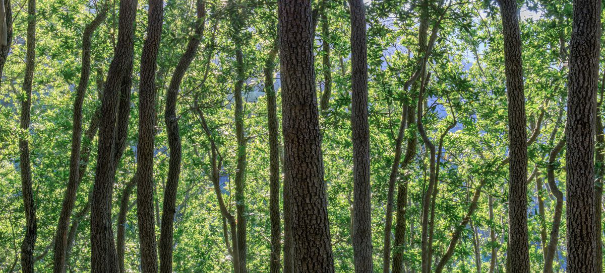 California Bay Laurel