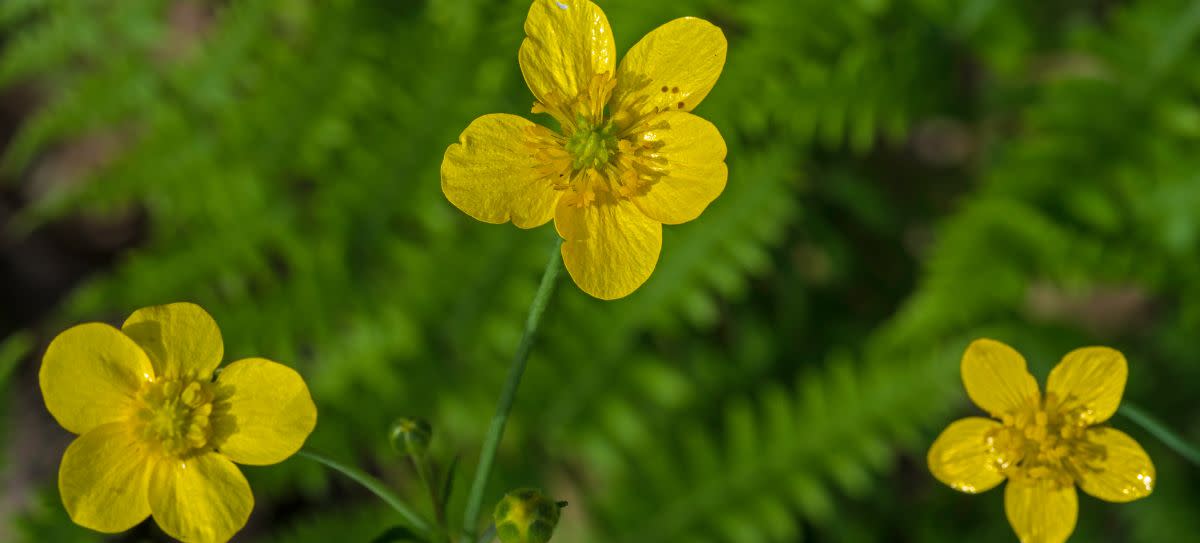 California Buttercup