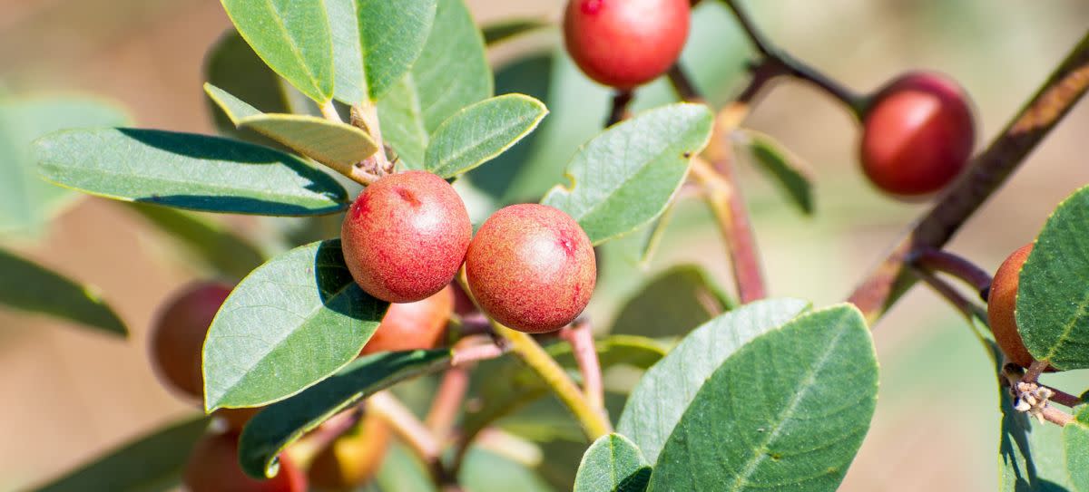 California Coffeeberry