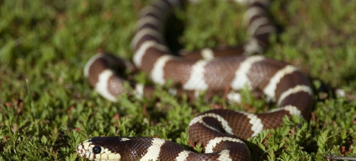 California Kingsnake