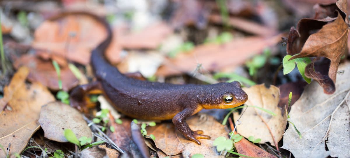 California Newt