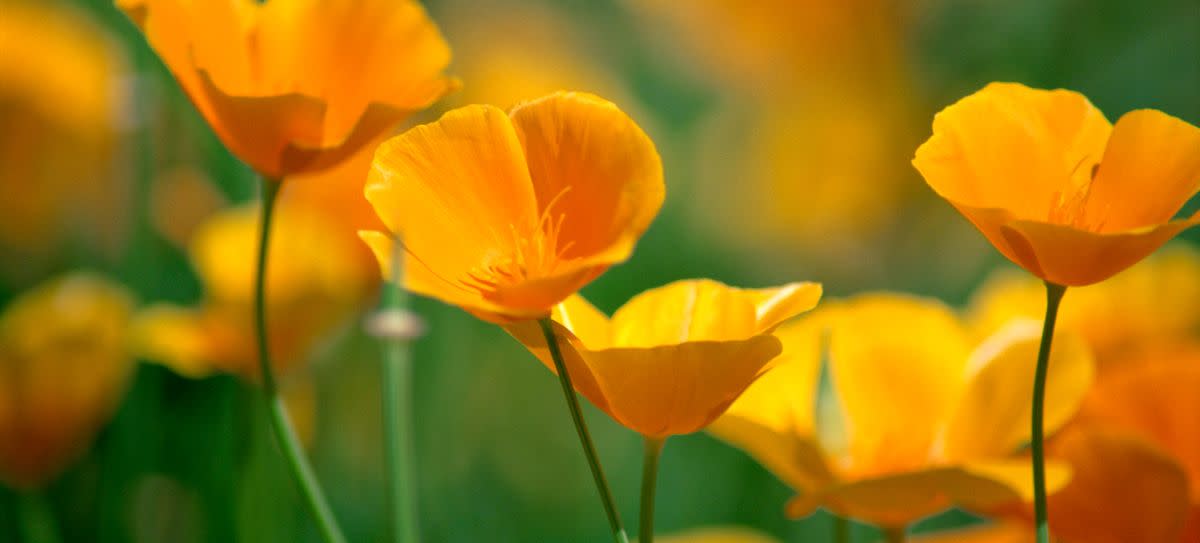 California Poppy