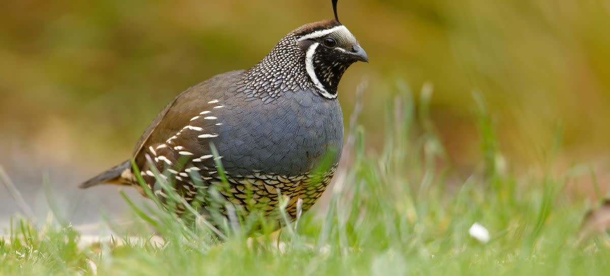 California Quail