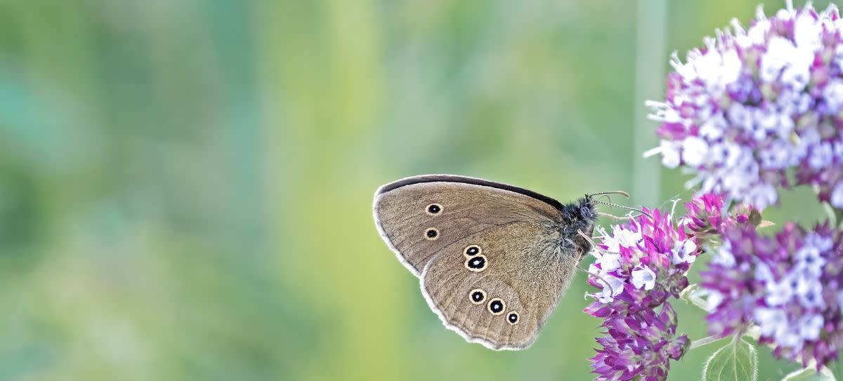 California Ringlet Butterfly