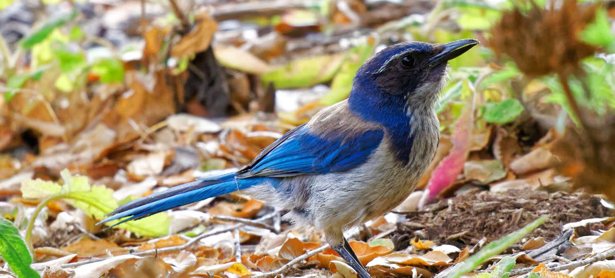 California Scrub Jay