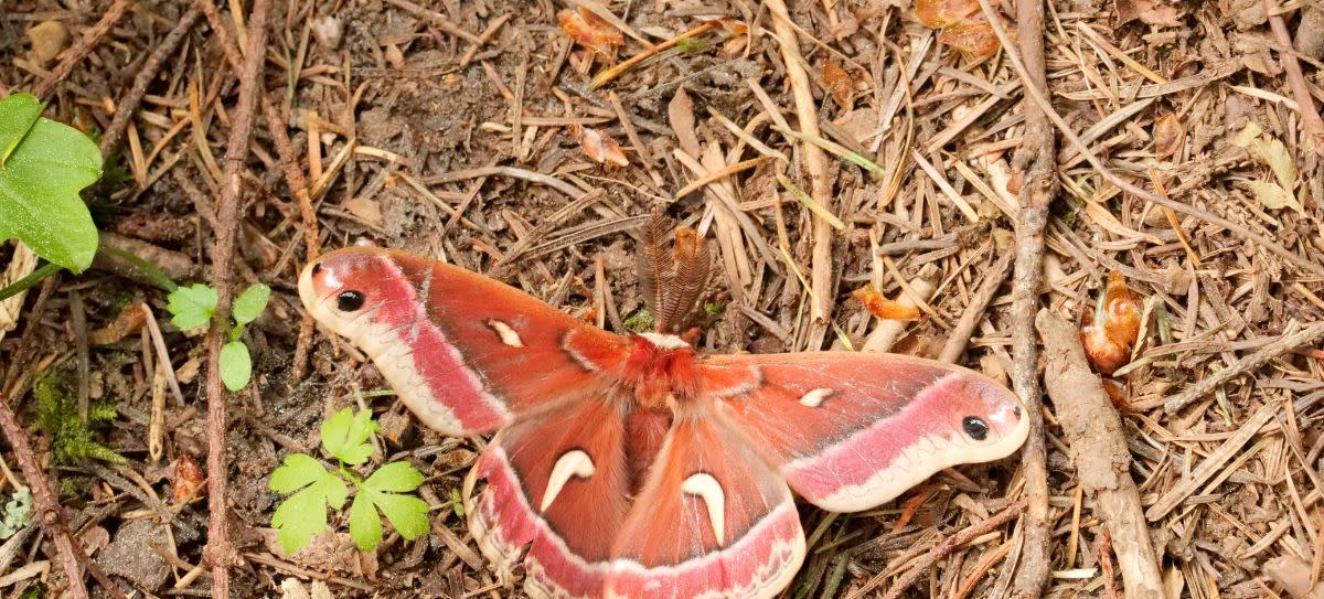 Ceanothus Moth