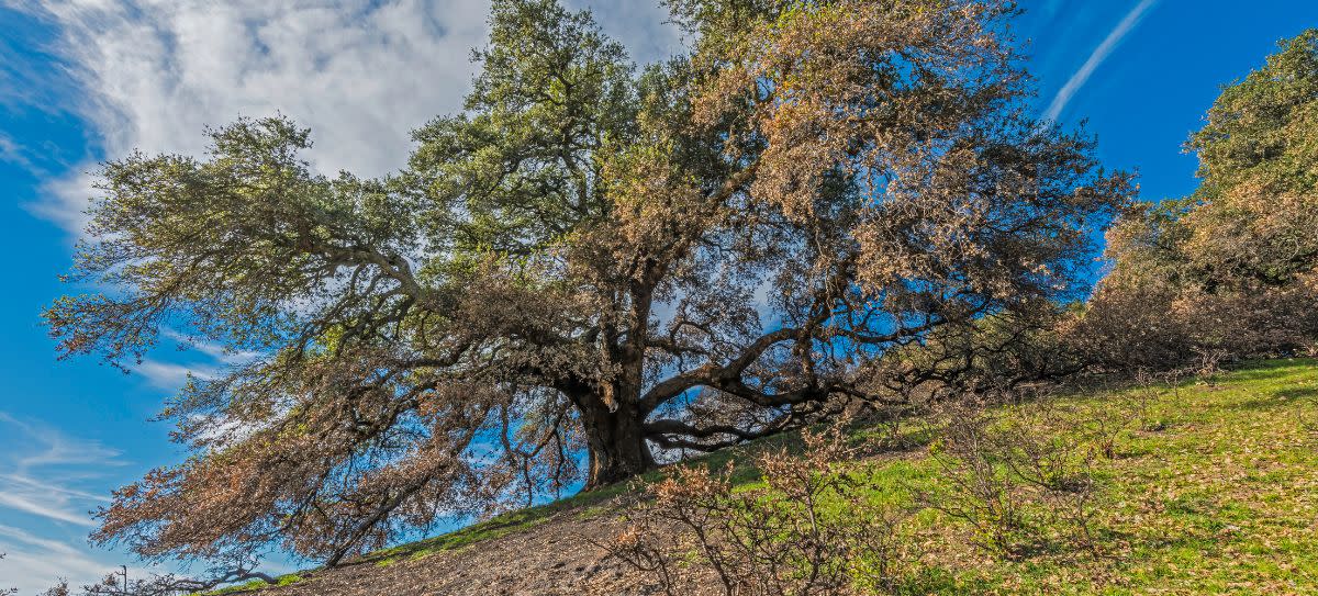 Coast Live Oak