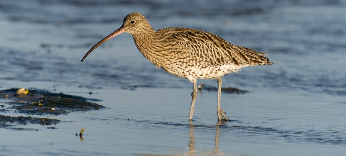 Curlews