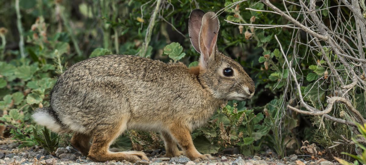 Desert Cottontail