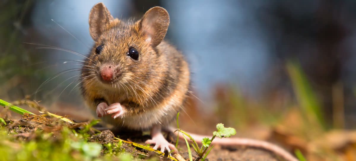 Dusky Footed Woodrat