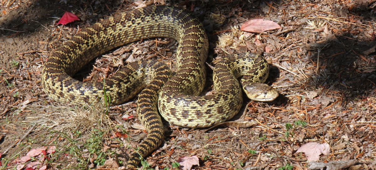 Gopher Snake