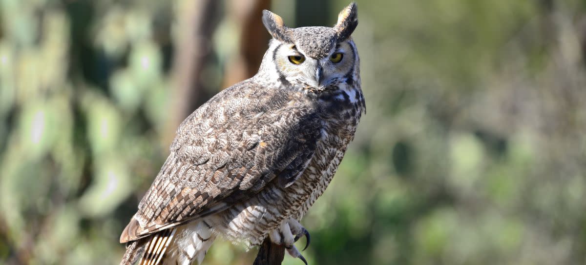 Great Horned Owl