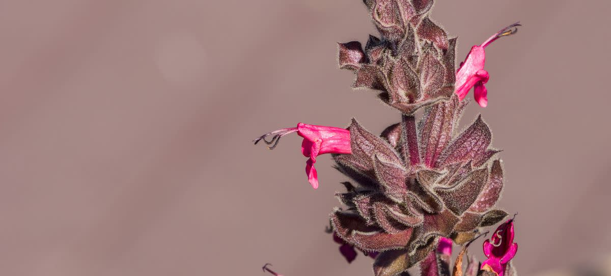 Hummingbird Sage