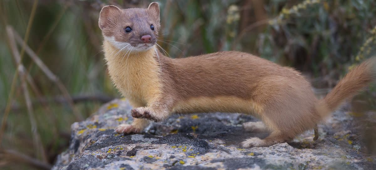 Long Tailed Weasel