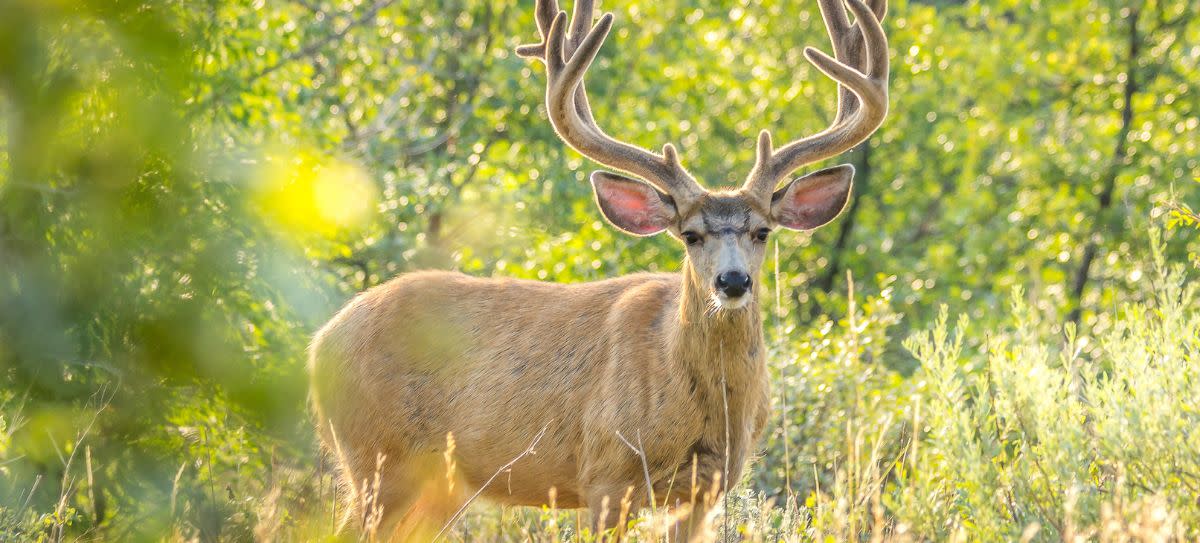 Mule Deer