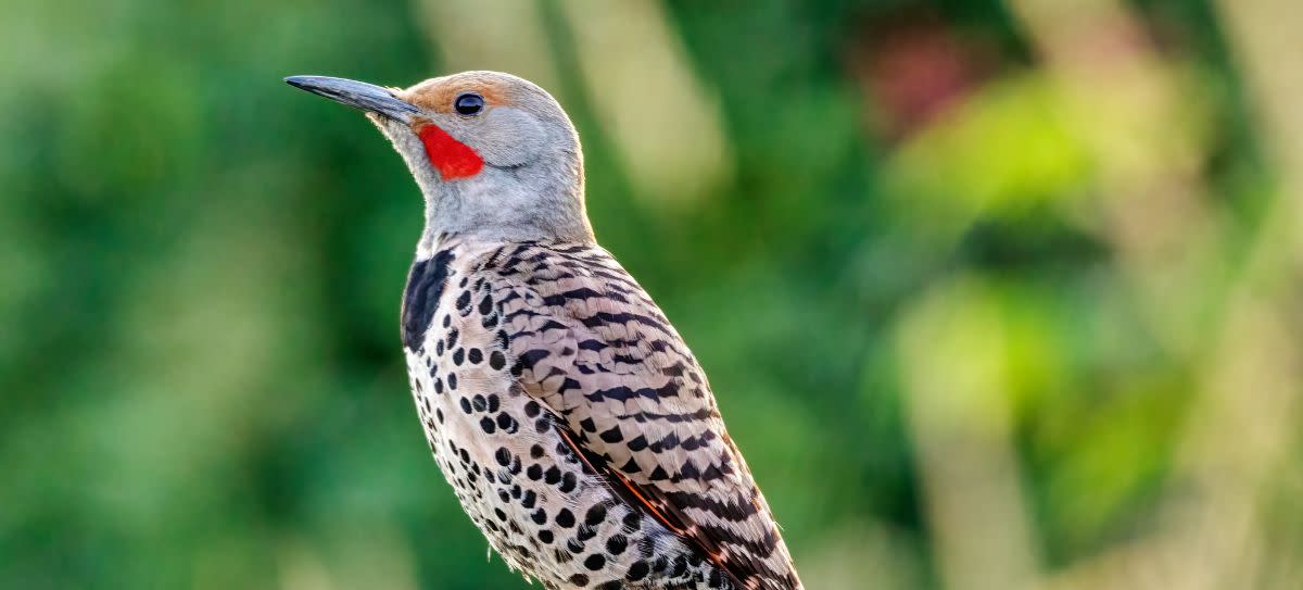 Northern Flicker