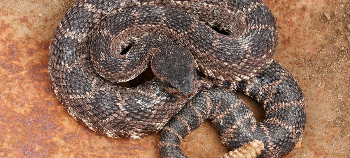 Northern Pacific Rattlesnake