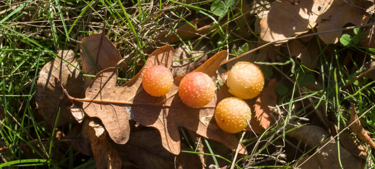 Oak Apple Gall Wasp (Atrusca bella)